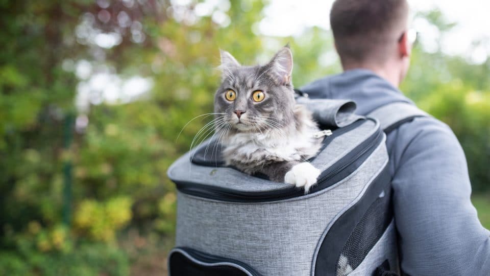 Man carrying cat in backpack through woods