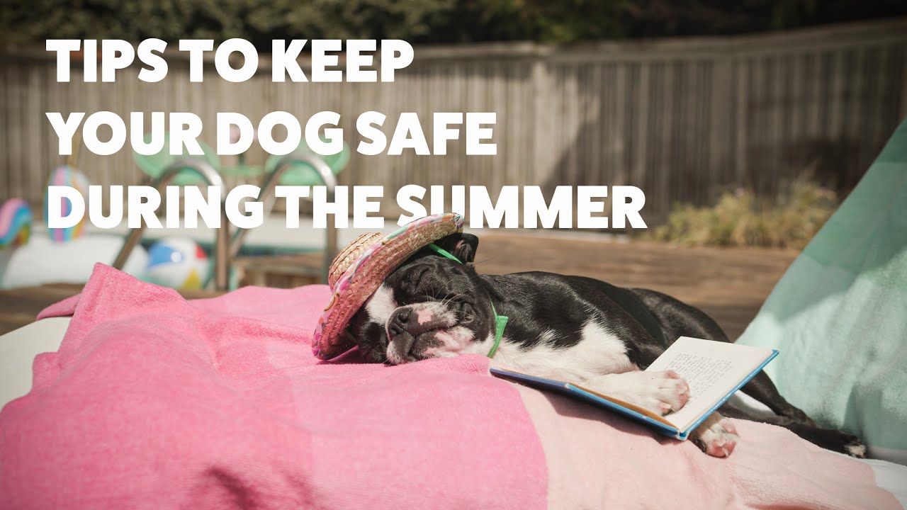 Hot Weather Dogs Tips for Keeping Your Canine Cool