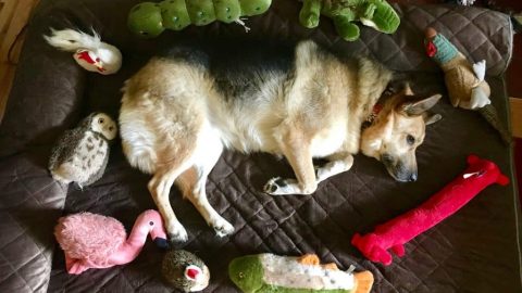 German Shepherd in large dog bed surrounded by toys