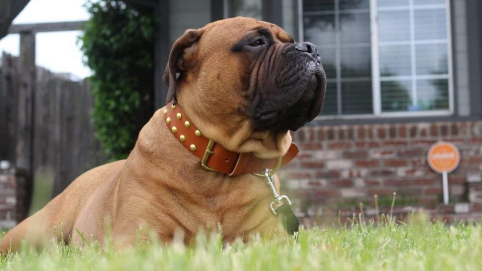 quality leather dog collars