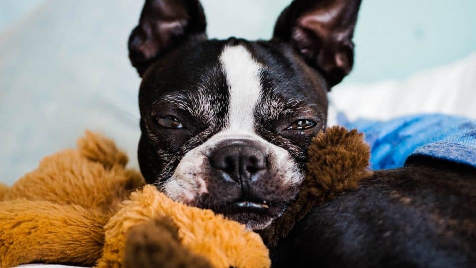 12 Best Dog Toys for Boston Terriers The Dog People by