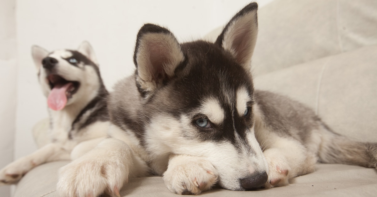 Are Huskies Better In Pairs