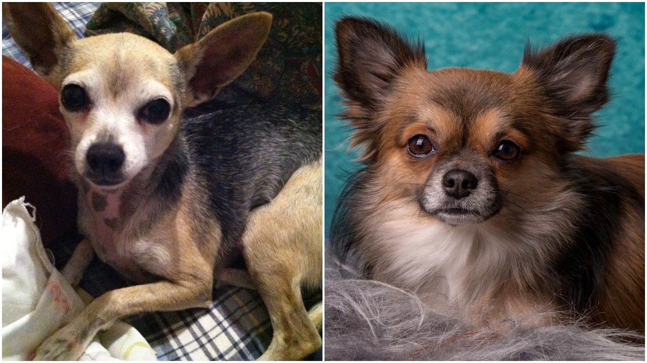 papel éxito pedestal Chihuahua cabeza de ciervo y chihuahua cabeza de manzana | The Dog People  by Rover.com