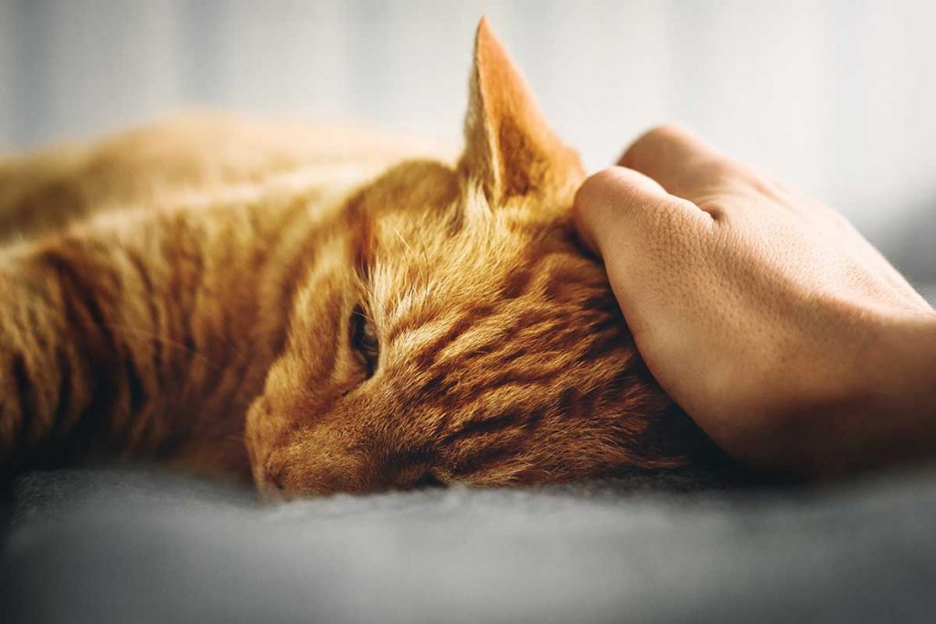 Red tabby cat getting head rubbed