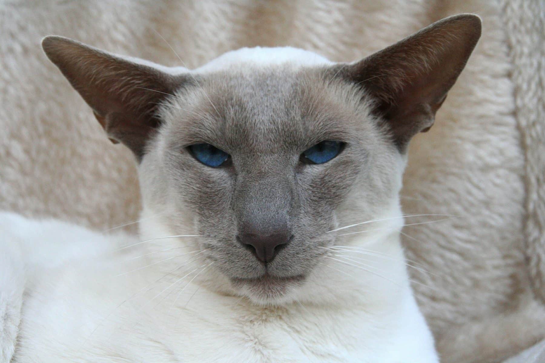 250 Superb Siamese Cat Names The Dog People By Rover