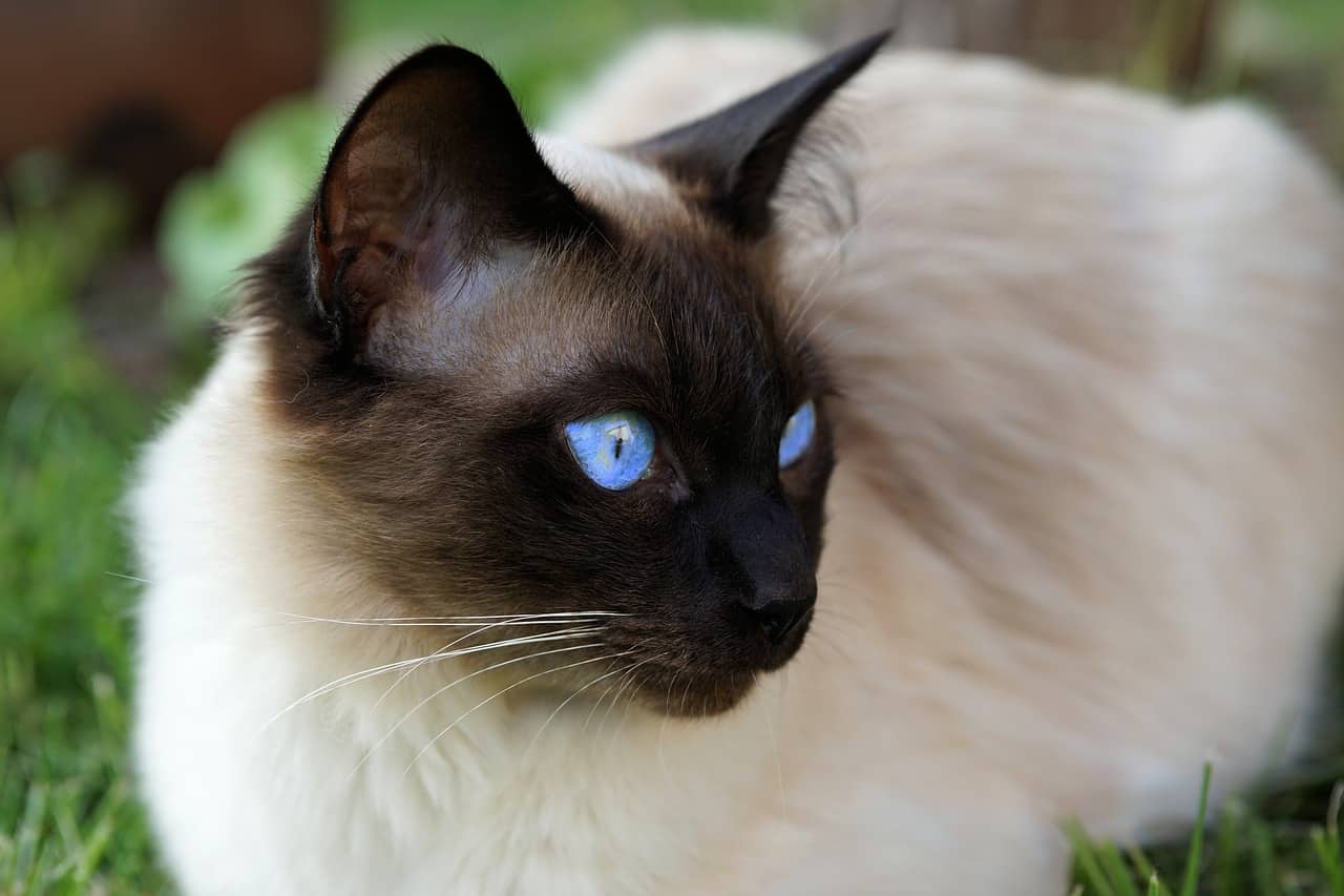10 Surprising Facts About Siamese Cats The Dog People By Rover Com