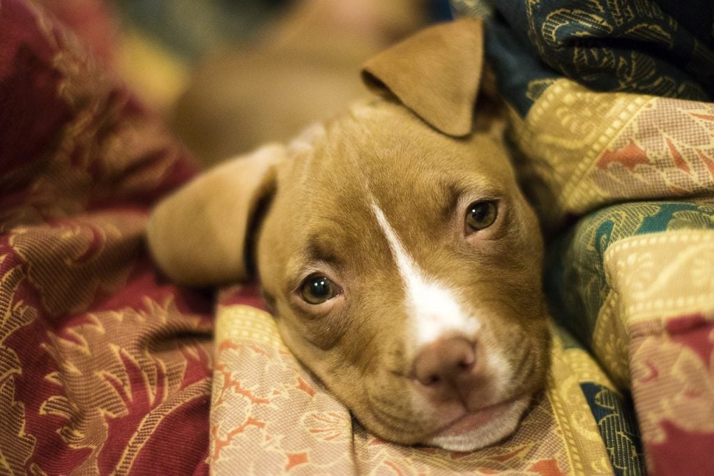dog beds for pitbulls