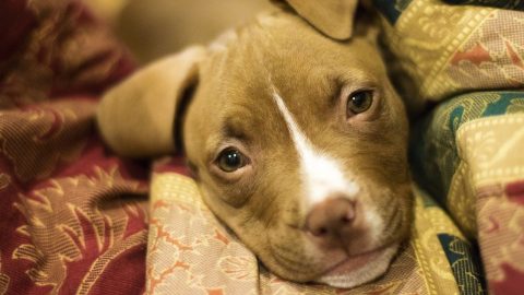 Pit Bull puppy on tapestry