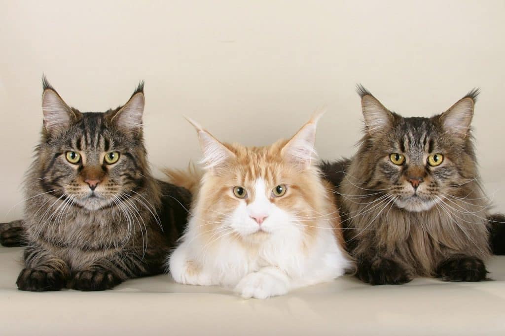 11 Surprising Facts About Maine Coon Cats The Dog People