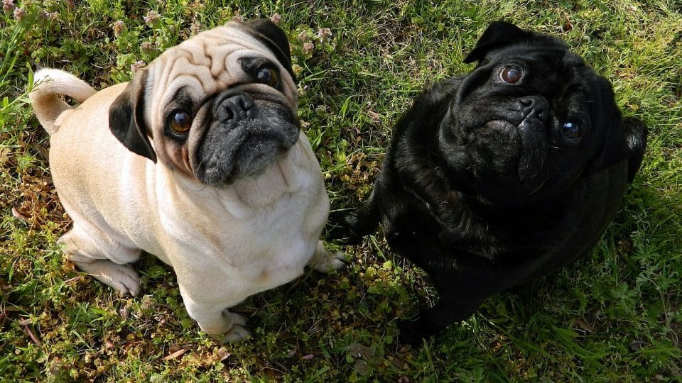 How To Get Pet Urine Smells Out Of The Backyard Dog