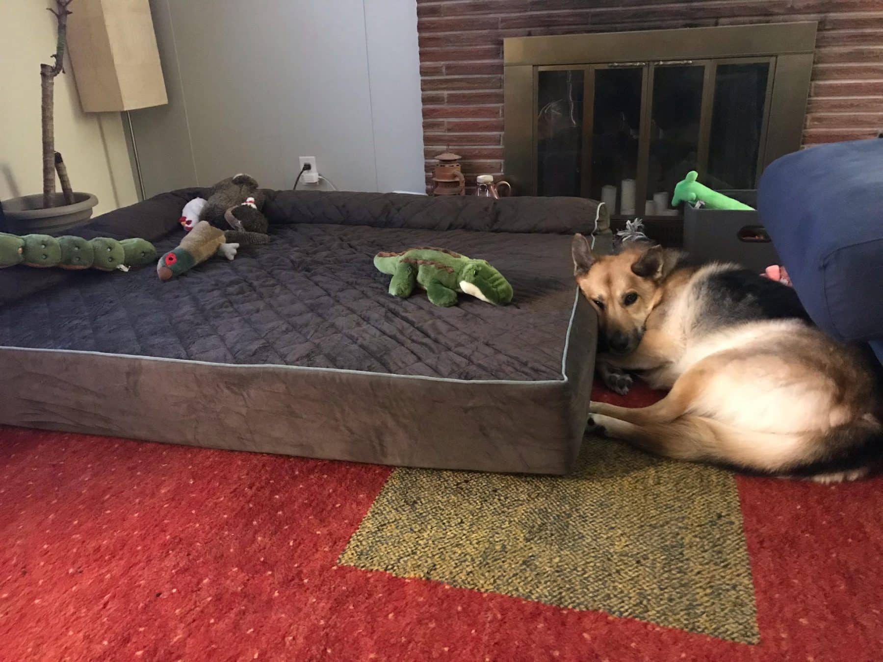 I Got a Truly Giant Dog Bed for my NormalSized Dog (and I Have No