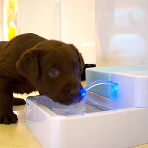 puppy fountain