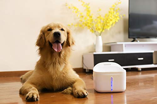 best pet fountain for large dogs