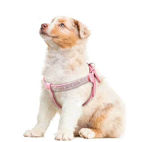 Rhinestone Dog Collar  Shine On With These Rhinestone Collars