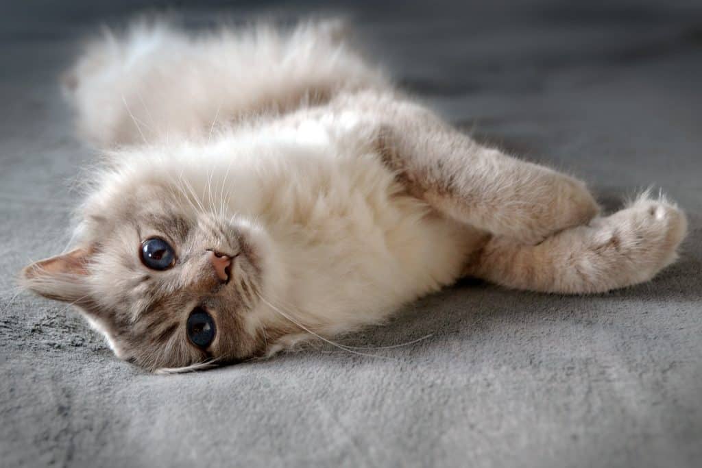 TOP 10 des chats les plus hypoallergéniques Rover Blog