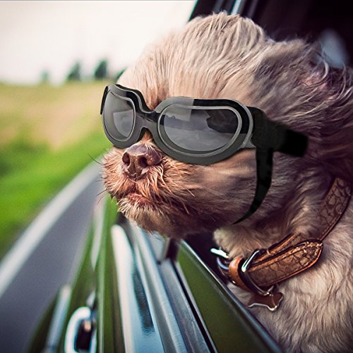 extra small dog sunglasses