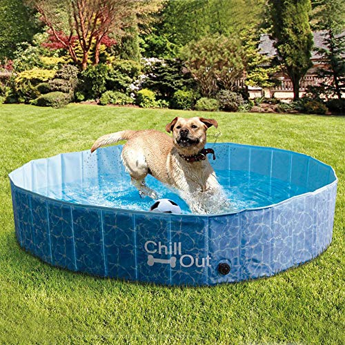 dog in All for Paws extra large pool