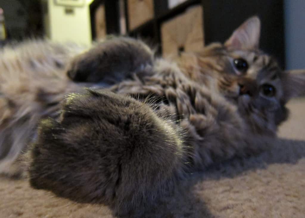 10 Big Cat Breeds That Make Great Pets The Dog People by