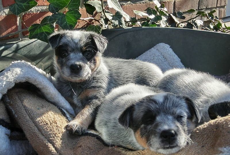 Australian Cattle Dog Aka Blue Heeler Puppies The Ultimate Guide For New Dog Owners The Dog People By Rover Com