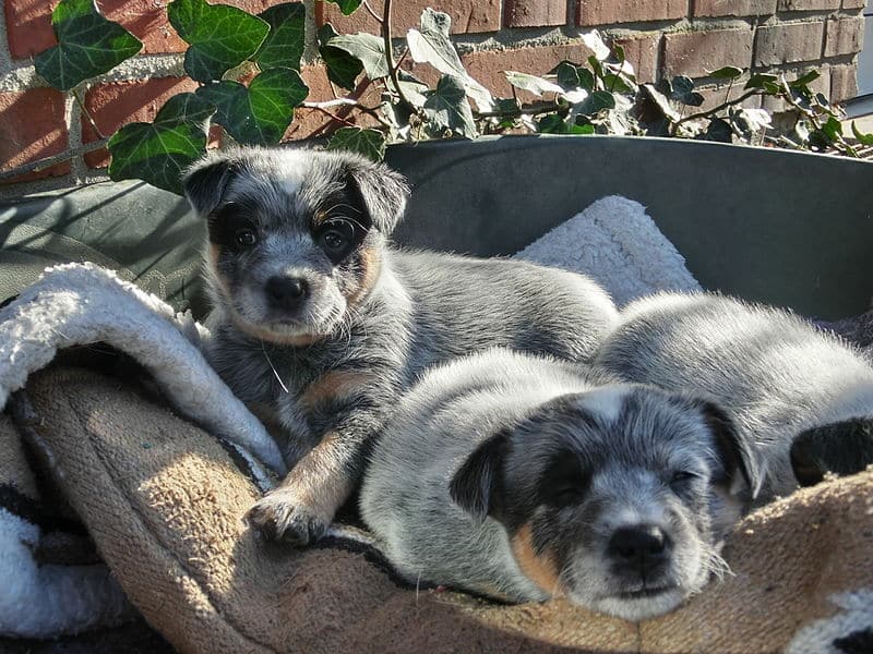 Tordenvejr Vilje forstene Australian Cattle Dog (AKA: Blue Heeler) Puppies: The Ultimate Guide for  New Dog Owners | The Dog People by Rover.com