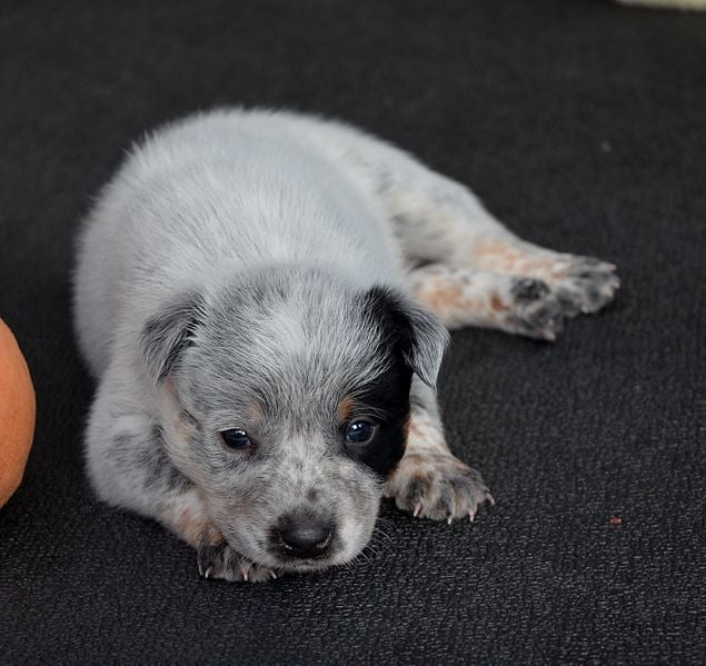white heeler puppies for sale