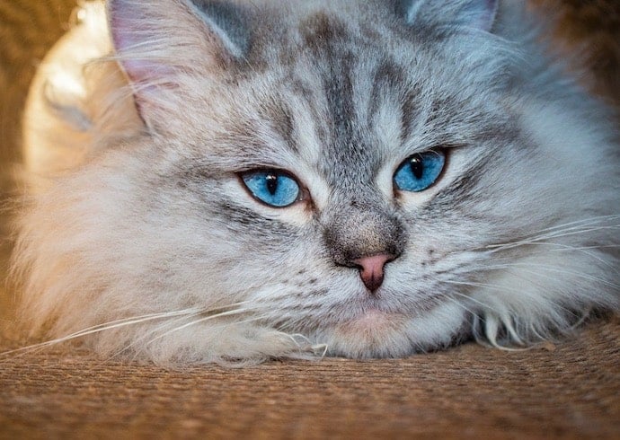 chat sibérian yeux bleus