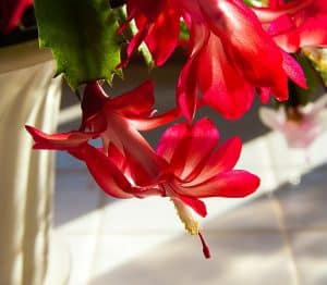 Christmas cactus is a safe plant for dogs