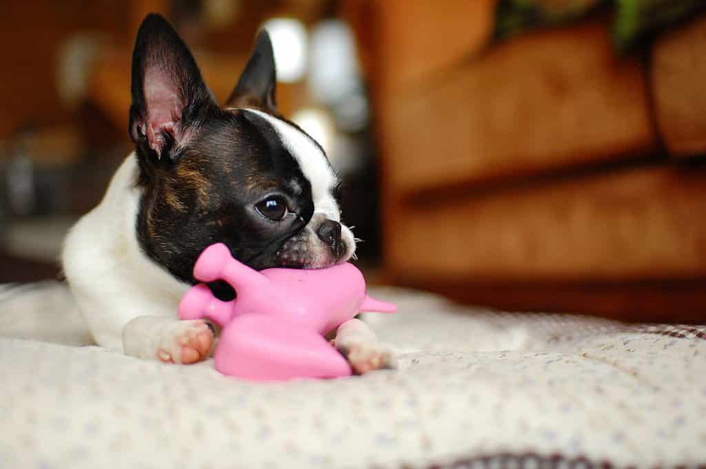 squeaky toy noise for dogs