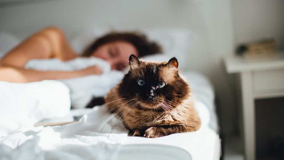 Why Do Cats Sleep On You Mysterious Cat Behavior Explained