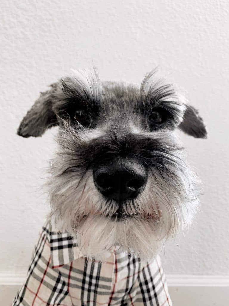 Miniature Schnauzer nose