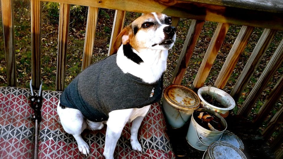ThunderShirts: Do They Really Work? | The Dog People