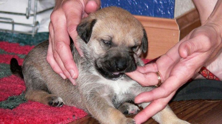 Welpe beißt Was tun? The Dog People by