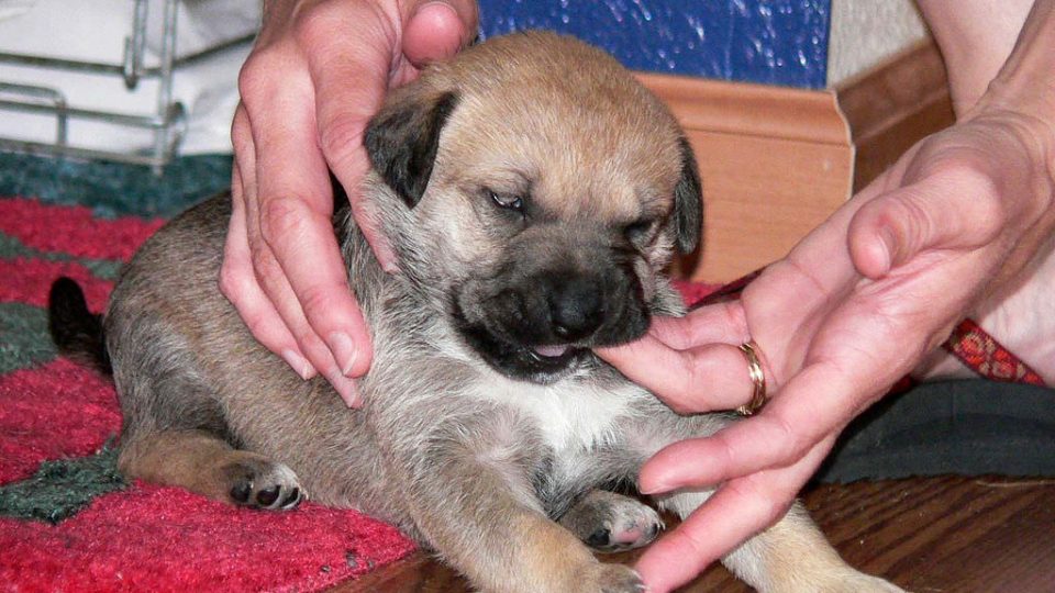 Welpe beißt Was tun? The Dog People by