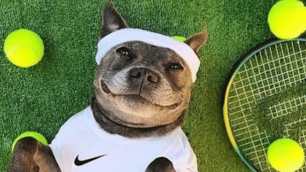 15 Dogs Who Love Tennis Balls More Than Wimbledon The Dog People by
