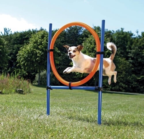 Dog jumping through agility ring in park