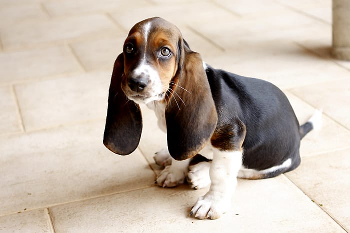 Basset Hound Puppies: The Ultimate 
