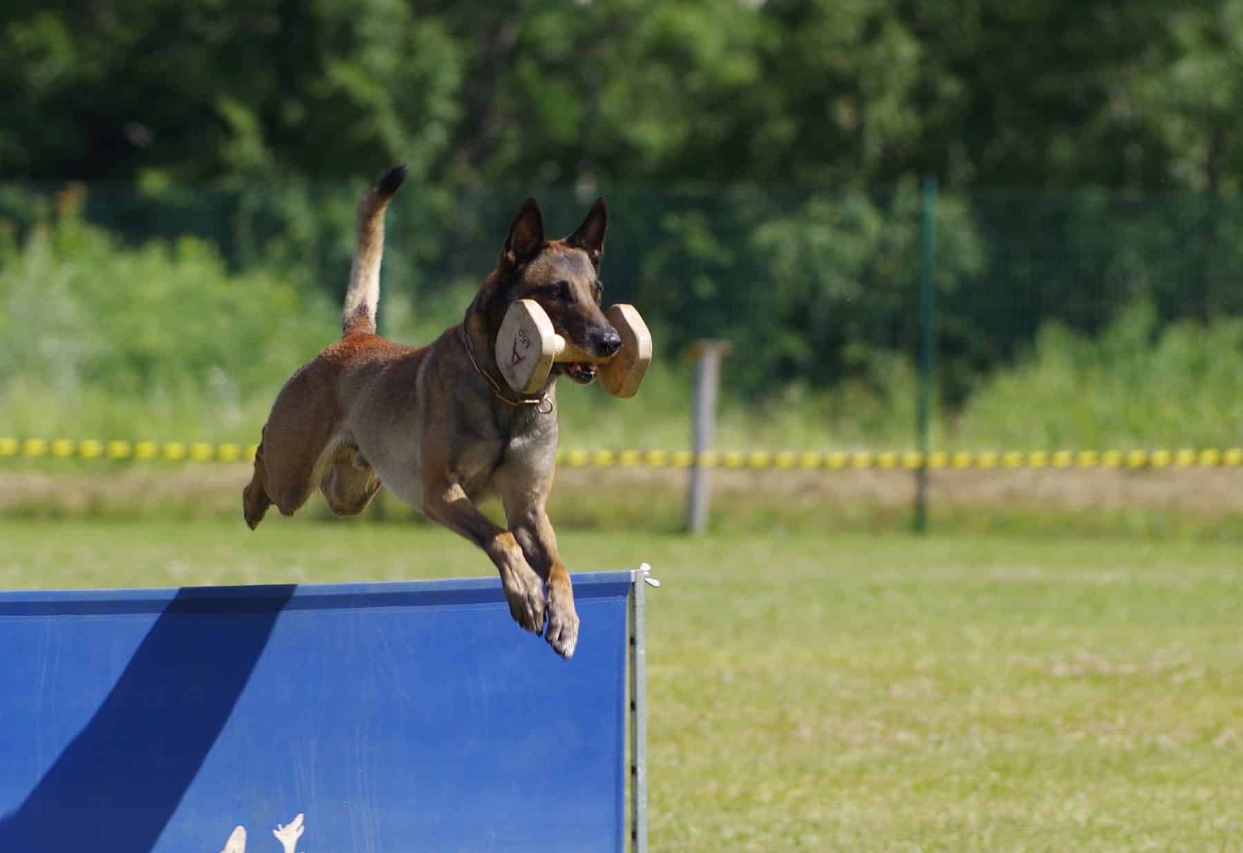 Belgian Malinois jumping with dumbbell