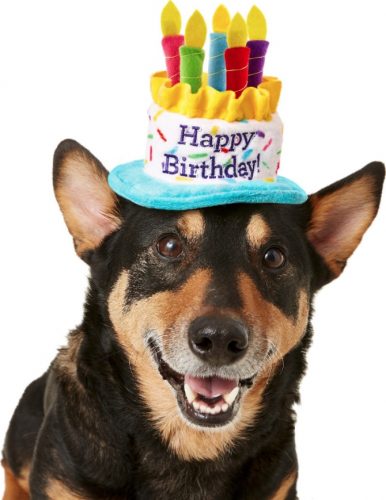 Dog in a birthday-cake hat