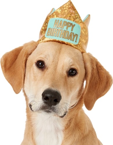 Dog in sparky plush birthday crown