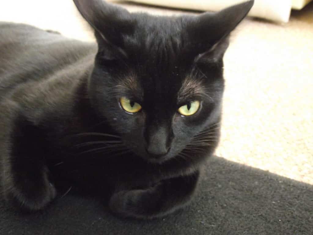 10 Facts You Probably Didn t Know About Bombay Cats The Dog 51 OFF