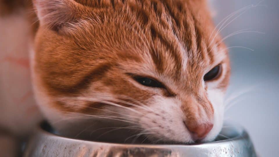 is it safe for cats to eat dog food?