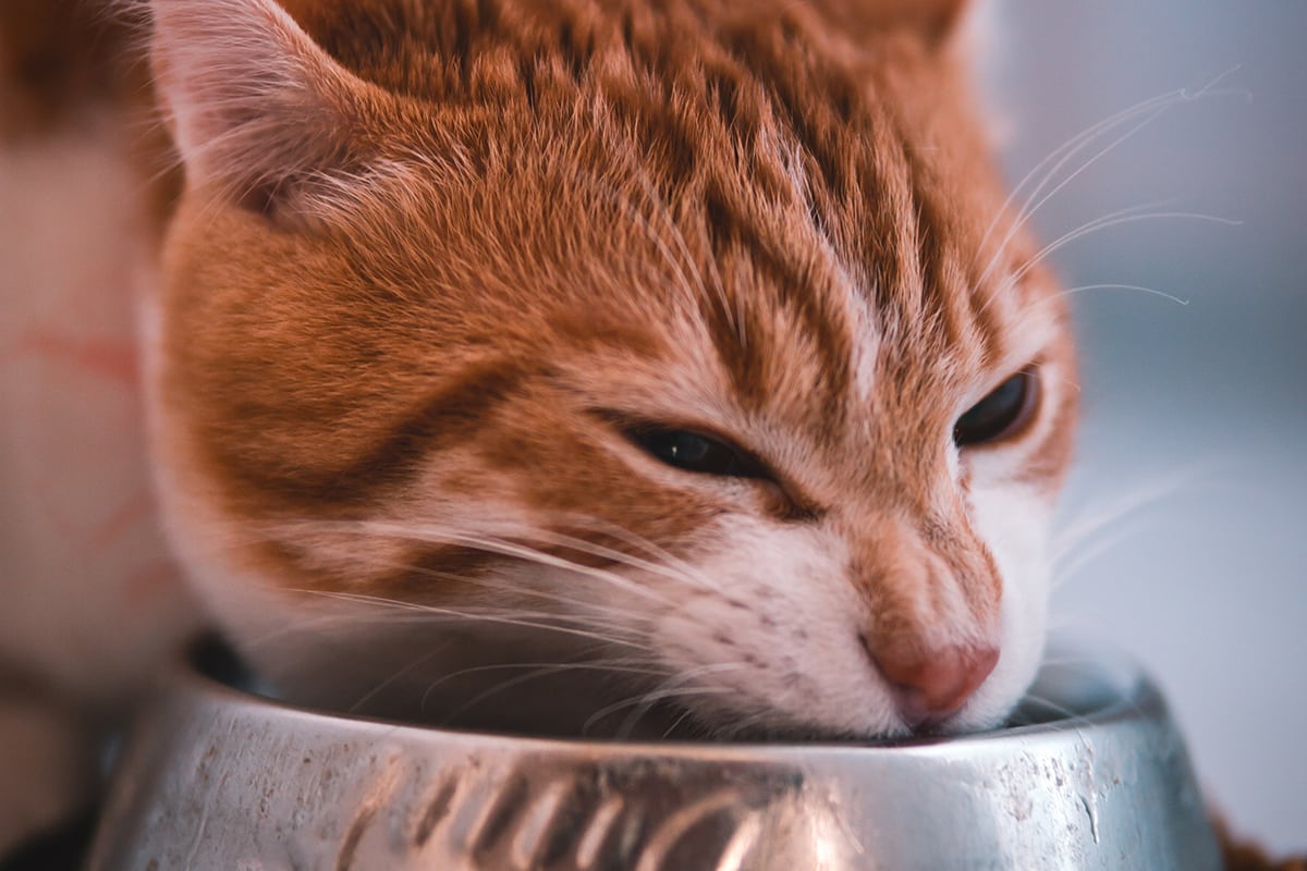 Will Wet Dog Food Hurt A Cat