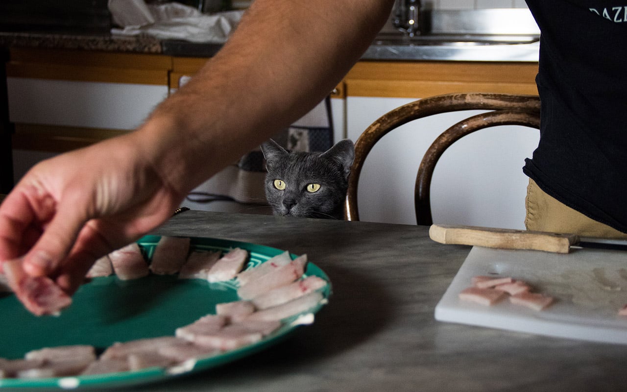 Hungry cat waits for dinner