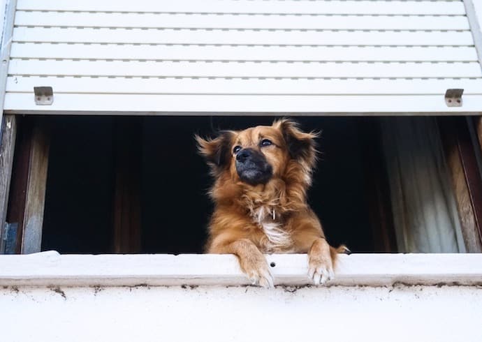 chien qui attend son maître