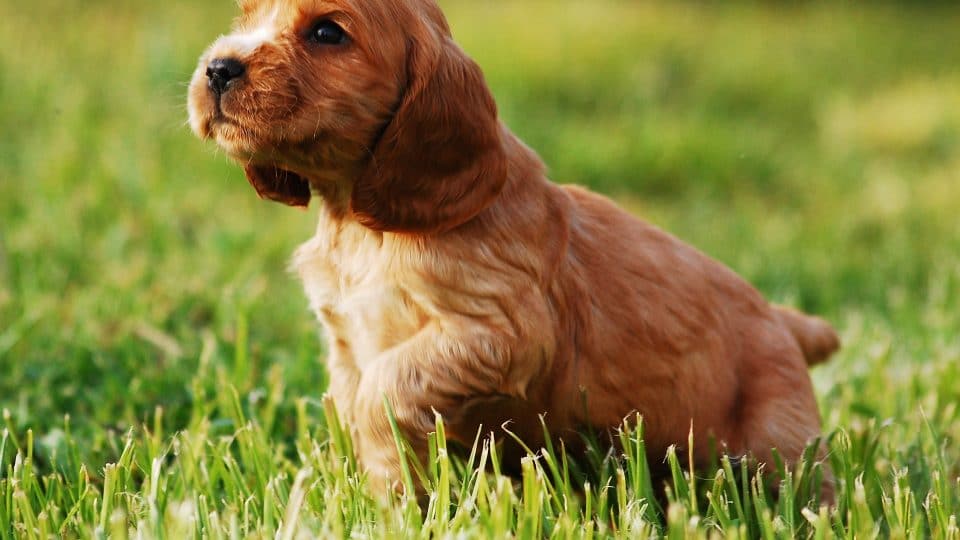 Cocker Spaniel Puppies: The Ultimate 