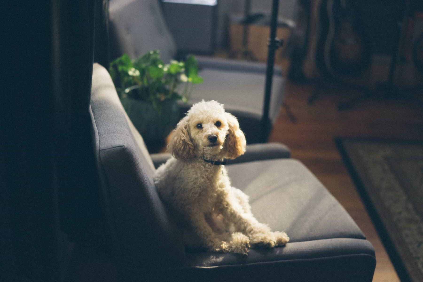 Can I Take My Dog to Therapy with Me? A Guide to the Pros and Cons