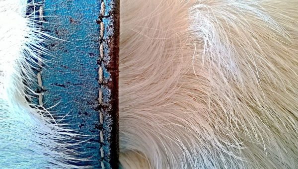 dog fur close up