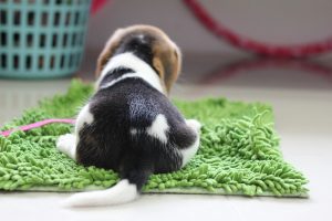 how long can you leave this Beagle puppy on a green shaggy rug home alone?