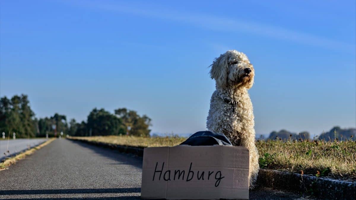 Can I Take My Dog to Europe? The Dog People by