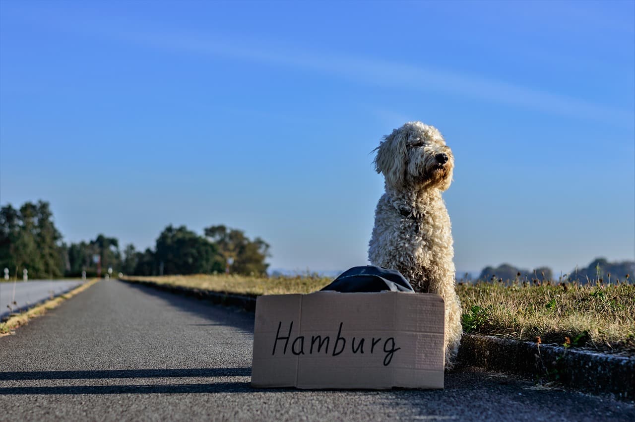 How Can I Take My Dog To Europe